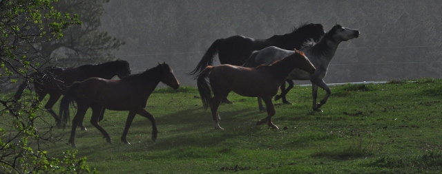 horses running in pasture, Echo Basin Road